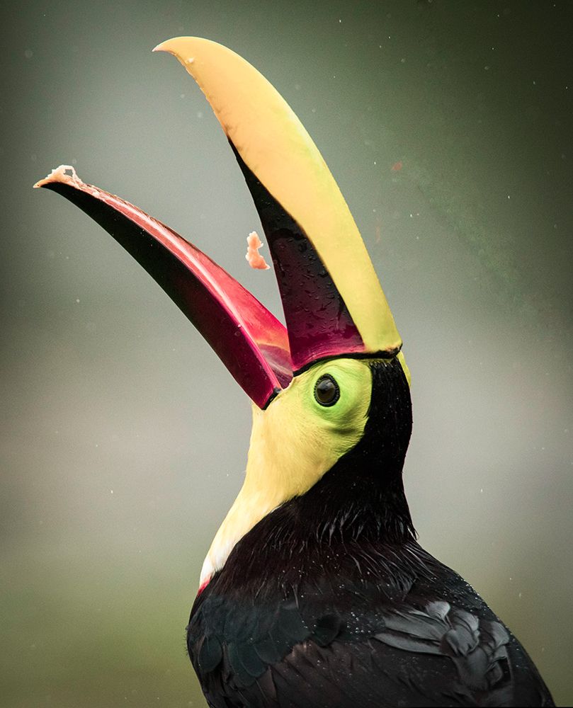 Costa Rica-toucan eating